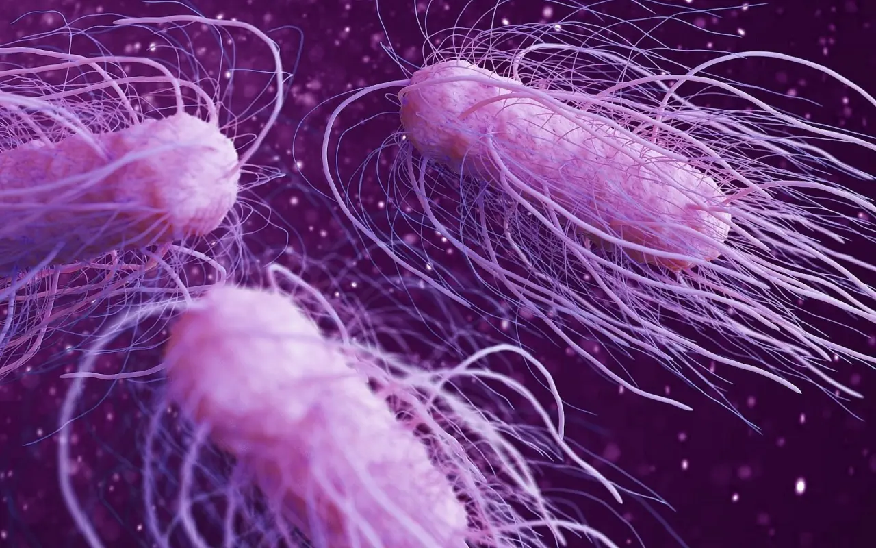 Salmonella Nedir?